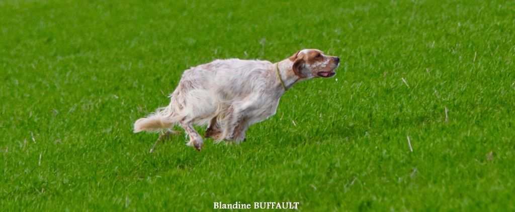 Des Sentiers De La Douyne - FIELD PRINTEMPS MESSAS JUMBO