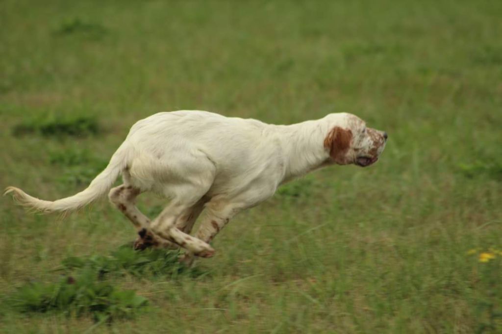 Tyrex Des Sentiers De La Douyne