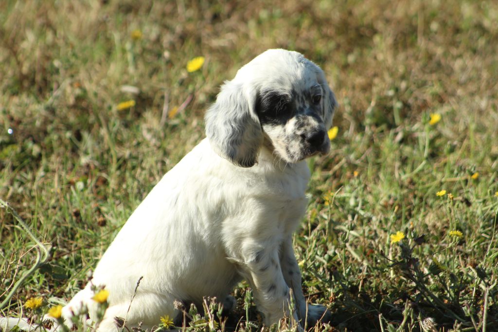 Des Sentiers De La Douyne - Chiot disponible  - Setter Anglais