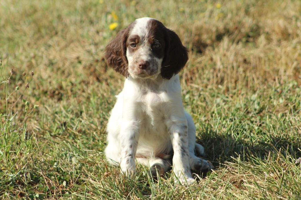 Des Sentiers De La Douyne - Chiot disponible  - Setter Anglais