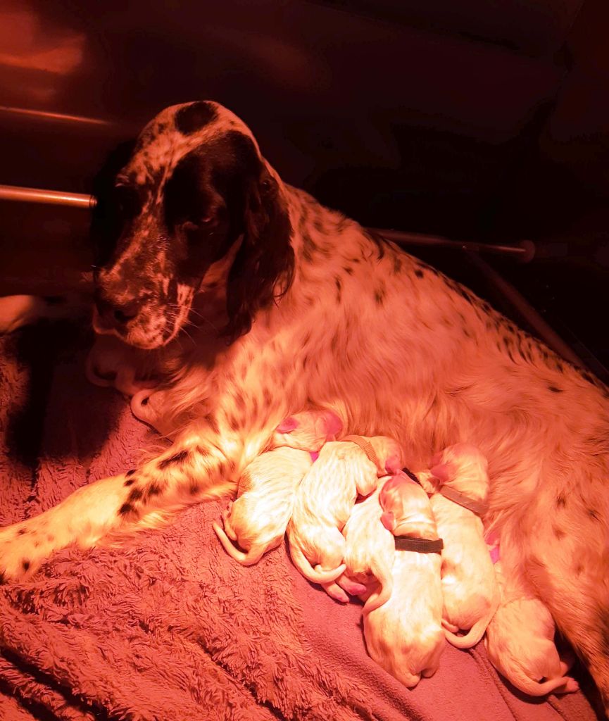 Des Sentiers De La Douyne - Setter Anglais - Portée née le 15/10/2019