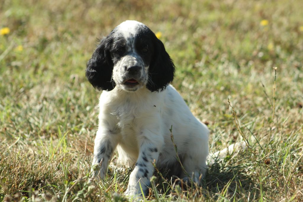 Des Sentiers De La Douyne - Chiot disponible  - Setter Anglais