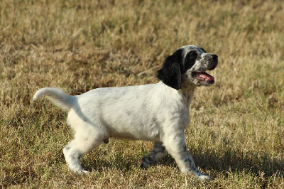 Des Sentiers De La Douyne - Setter Anglais - Portée née le 30/06/2023