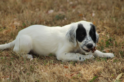 Des Sentiers De La Douyne - Setter Anglais - Portée née le 17/06/2022