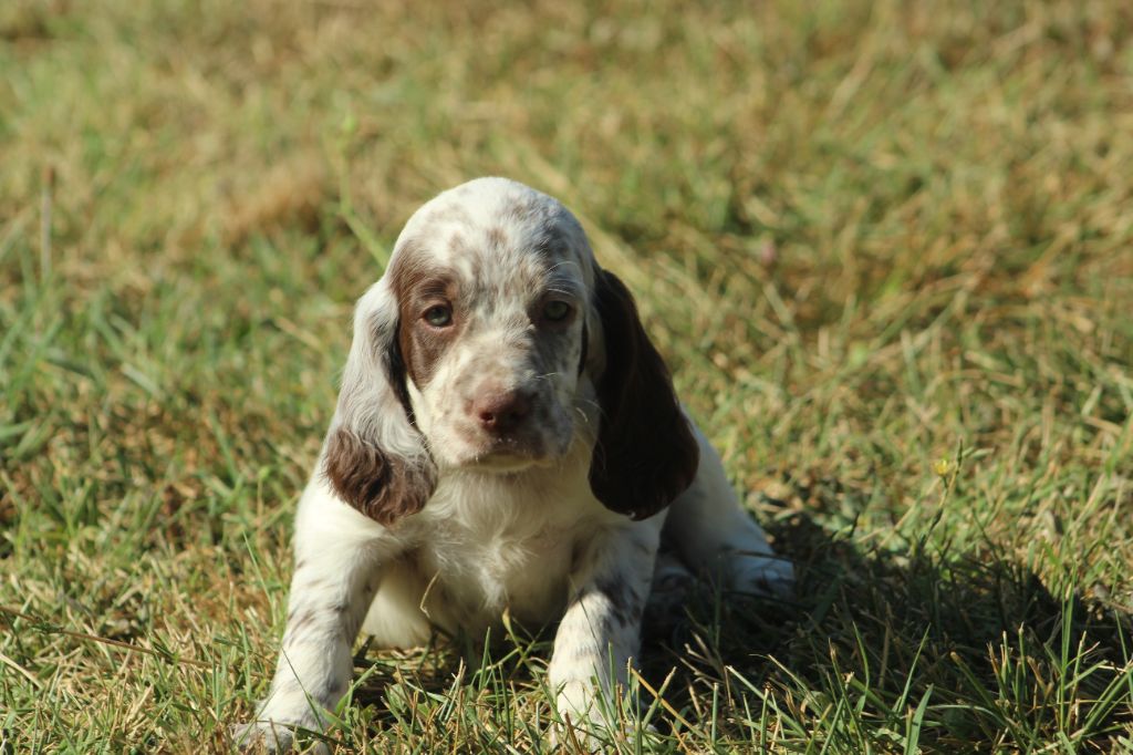 Des Sentiers De La Douyne - Chiot disponible  - Setter Anglais