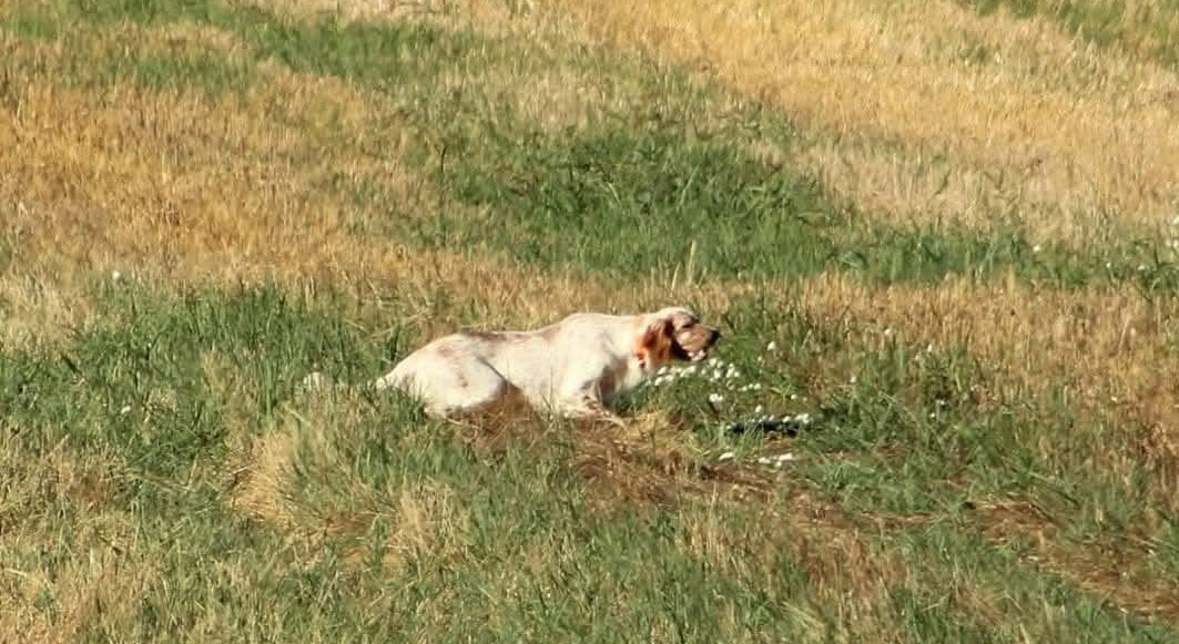 Sambo Des Sentiers De La Douyne