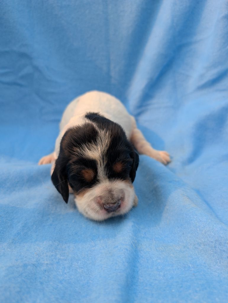 Des Sentiers De La Douyne - Chiots disponibles - Setter Anglais