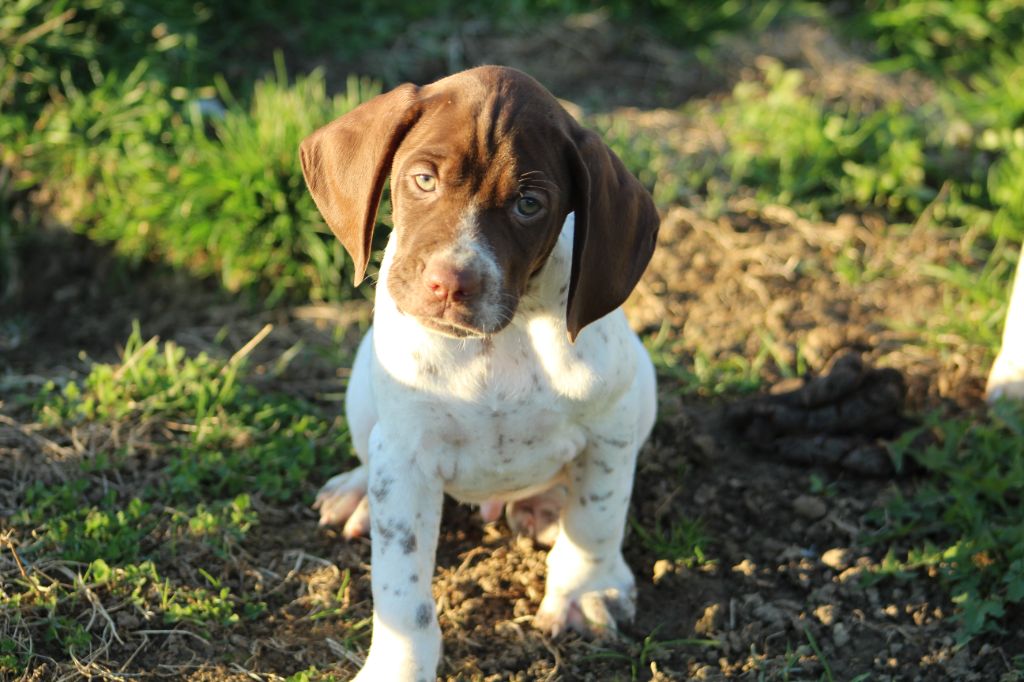 Des Sentiers De La Douyne - Chiots disponibles - Braque français, type Pyrenees (petite taille)