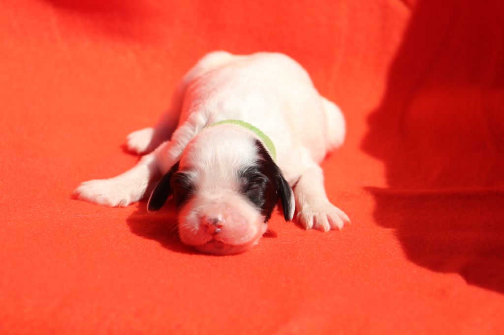 Des Sentiers De La Douyne - Chiots disponibles - Setter Anglais