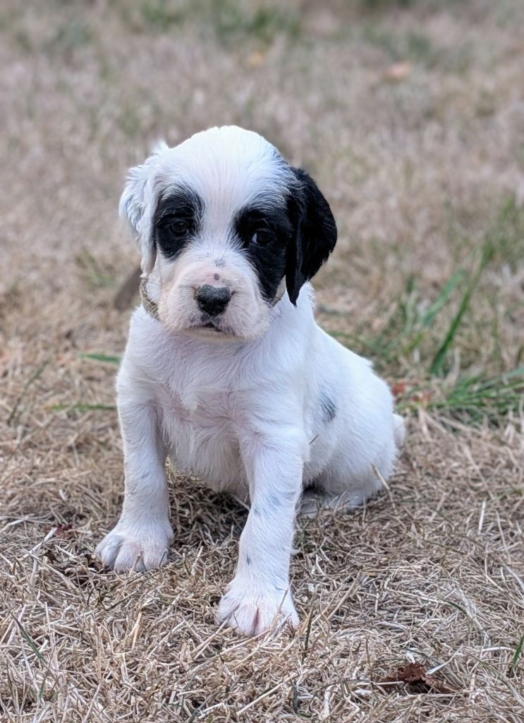 Des Sentiers De La Douyne - Chiots disponibles - Setter Anglais