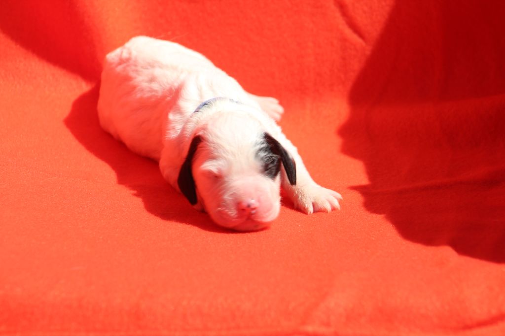 Des Sentiers De La Douyne - Chiots disponibles - Setter Anglais