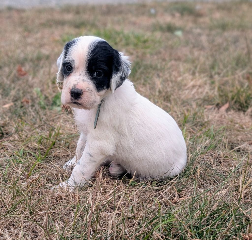 Des Sentiers De La Douyne - Chiots disponibles - Setter Anglais