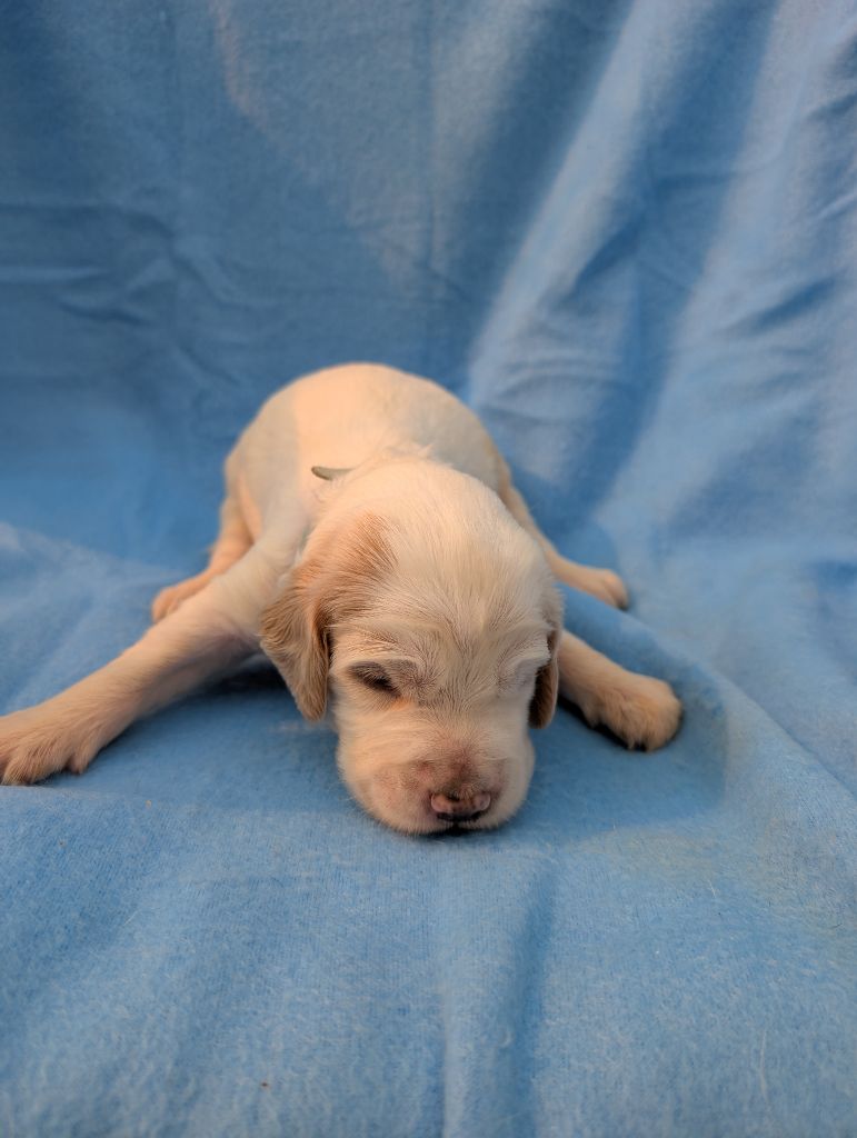 Des Sentiers De La Douyne - Chiots disponibles - Setter Anglais