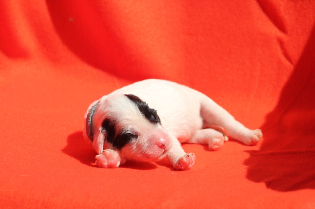 Des Sentiers De La Douyne - Chiots disponibles - Setter Anglais