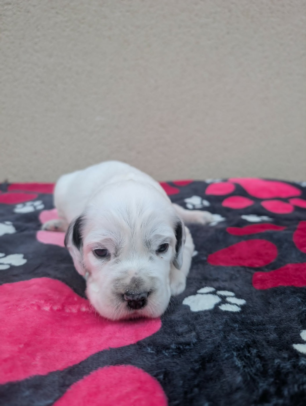 Des Sentiers De La Douyne - Chiots disponibles - Setter Anglais