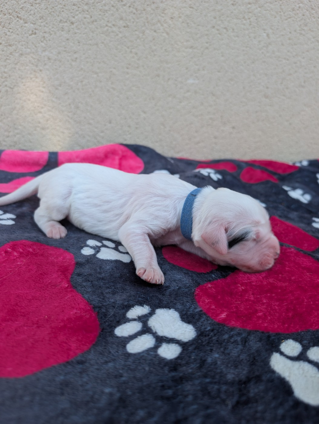 Des Sentiers De La Douyne - Chiots disponibles - Setter Anglais