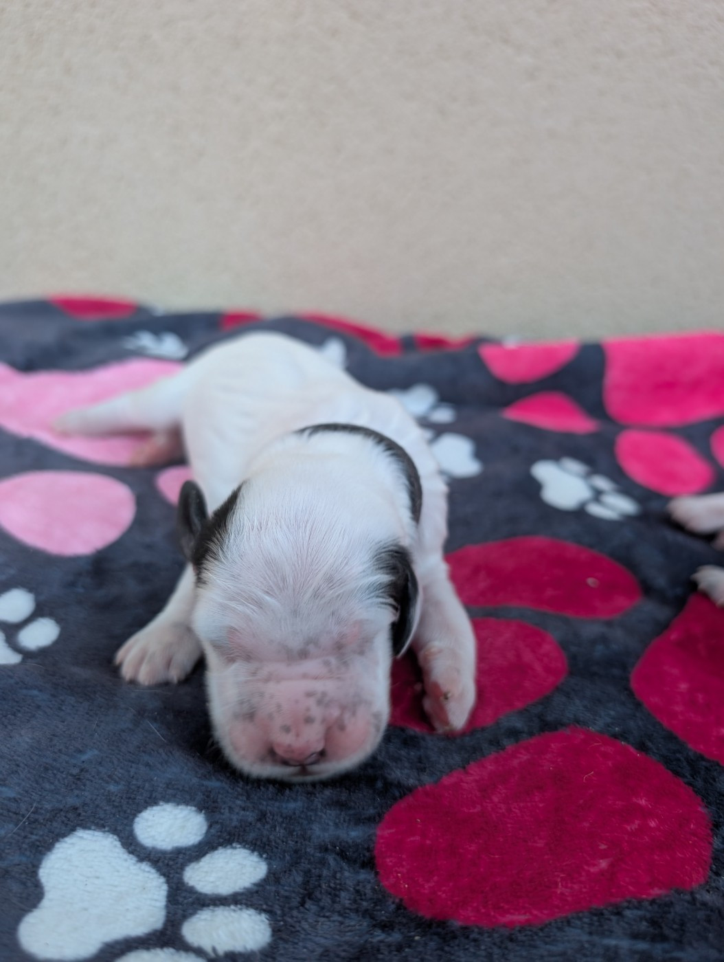 Des Sentiers De La Douyne - Chiots disponibles - Setter Anglais