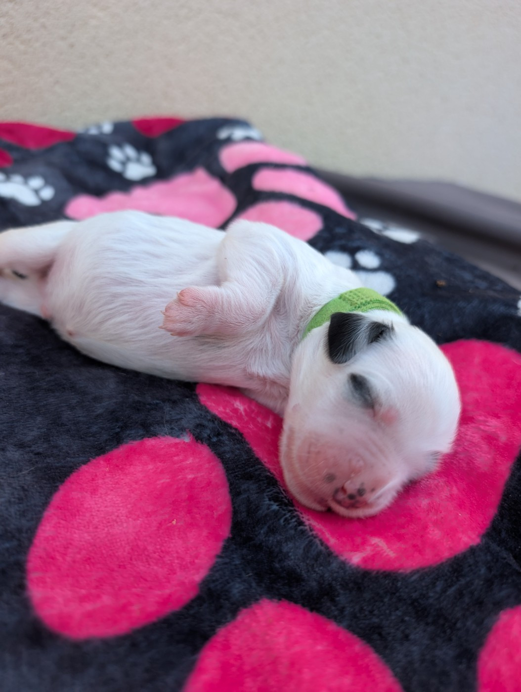 Des Sentiers De La Douyne - Chiots disponibles - Setter Anglais