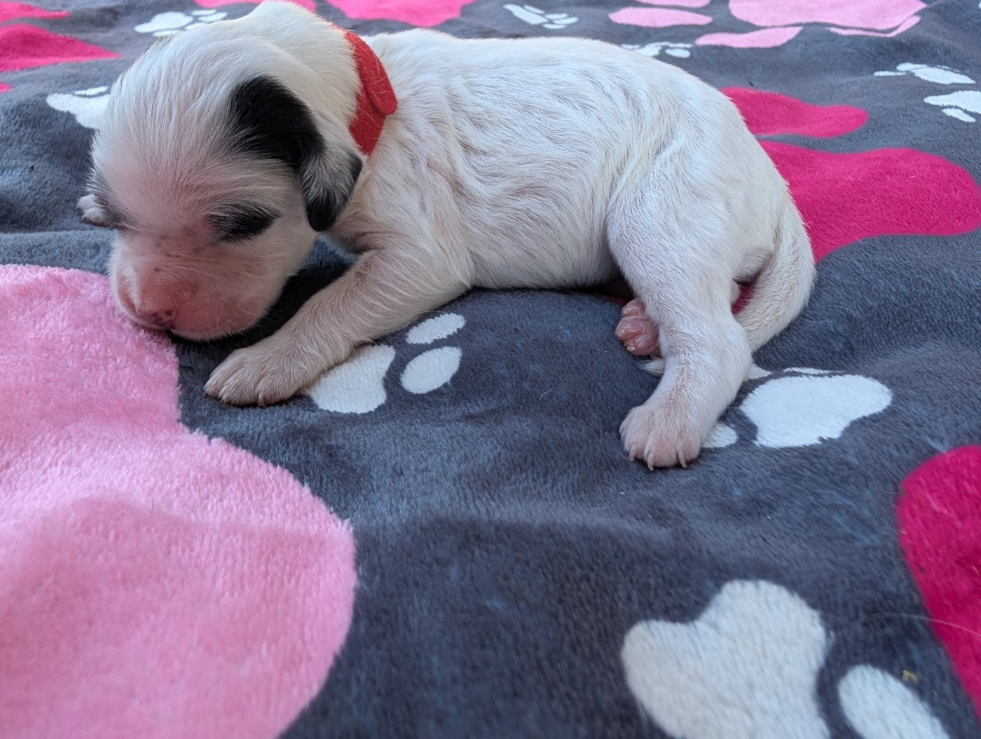 Des Sentiers De La Douyne - Chiots disponibles - Setter Anglais