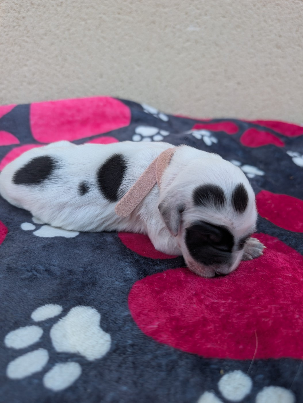 Des Sentiers De La Douyne - Chiots disponibles - Setter Anglais