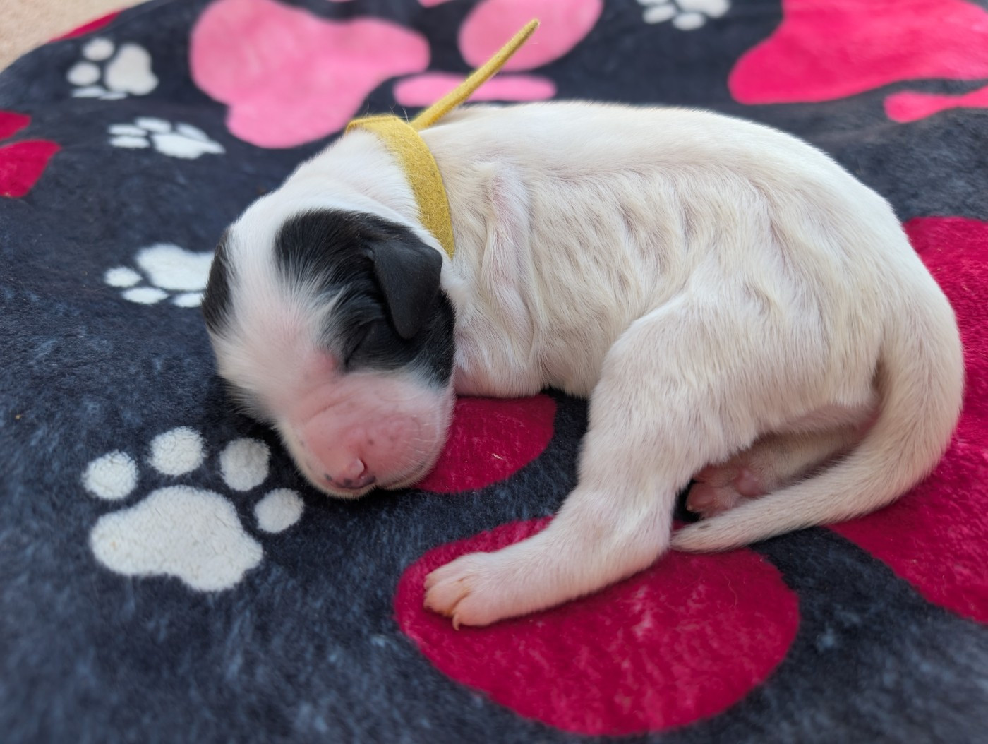 Des Sentiers De La Douyne - Chiots disponibles - Setter Anglais