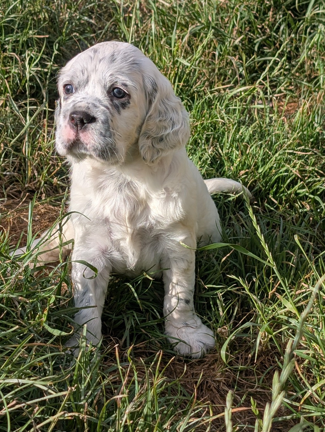Des Sentiers De La Douyne - Chiots disponibles - Setter Anglais
