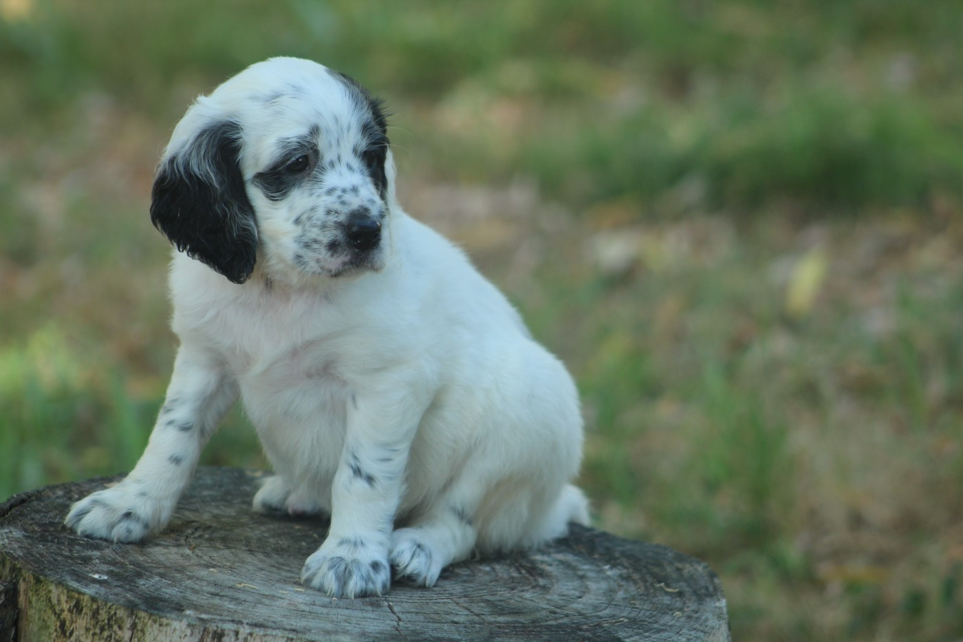 Des Sentiers De La Douyne - Chiots disponibles - Setter Anglais