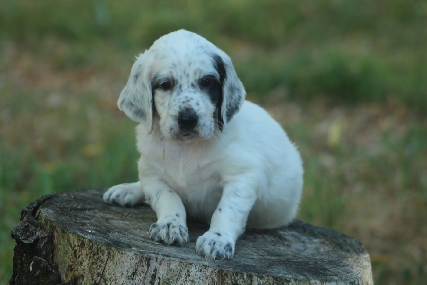 Des Sentiers De La Douyne - Chiots disponibles - Setter Anglais