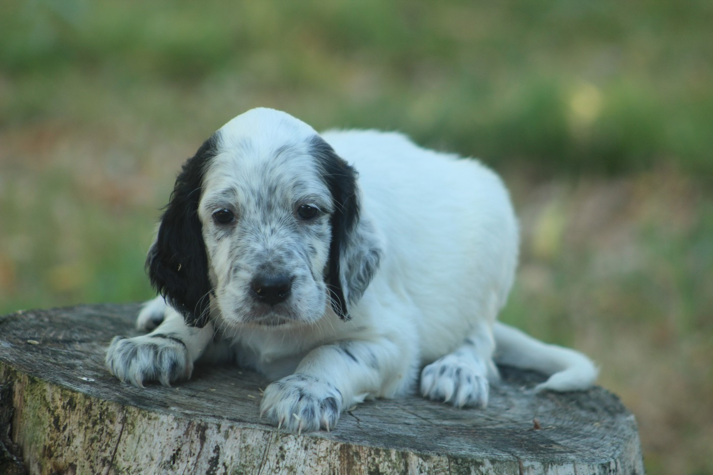 Des Sentiers De La Douyne - Chiots disponibles - Setter Anglais