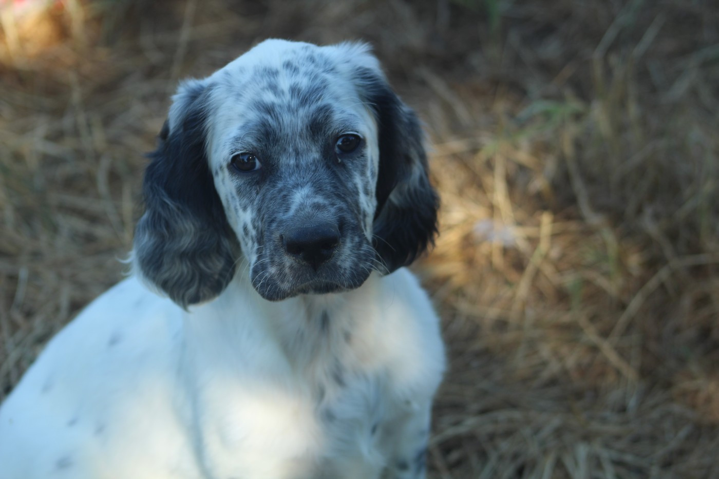 Des Sentiers De La Douyne - Chiots disponibles - Setter Anglais