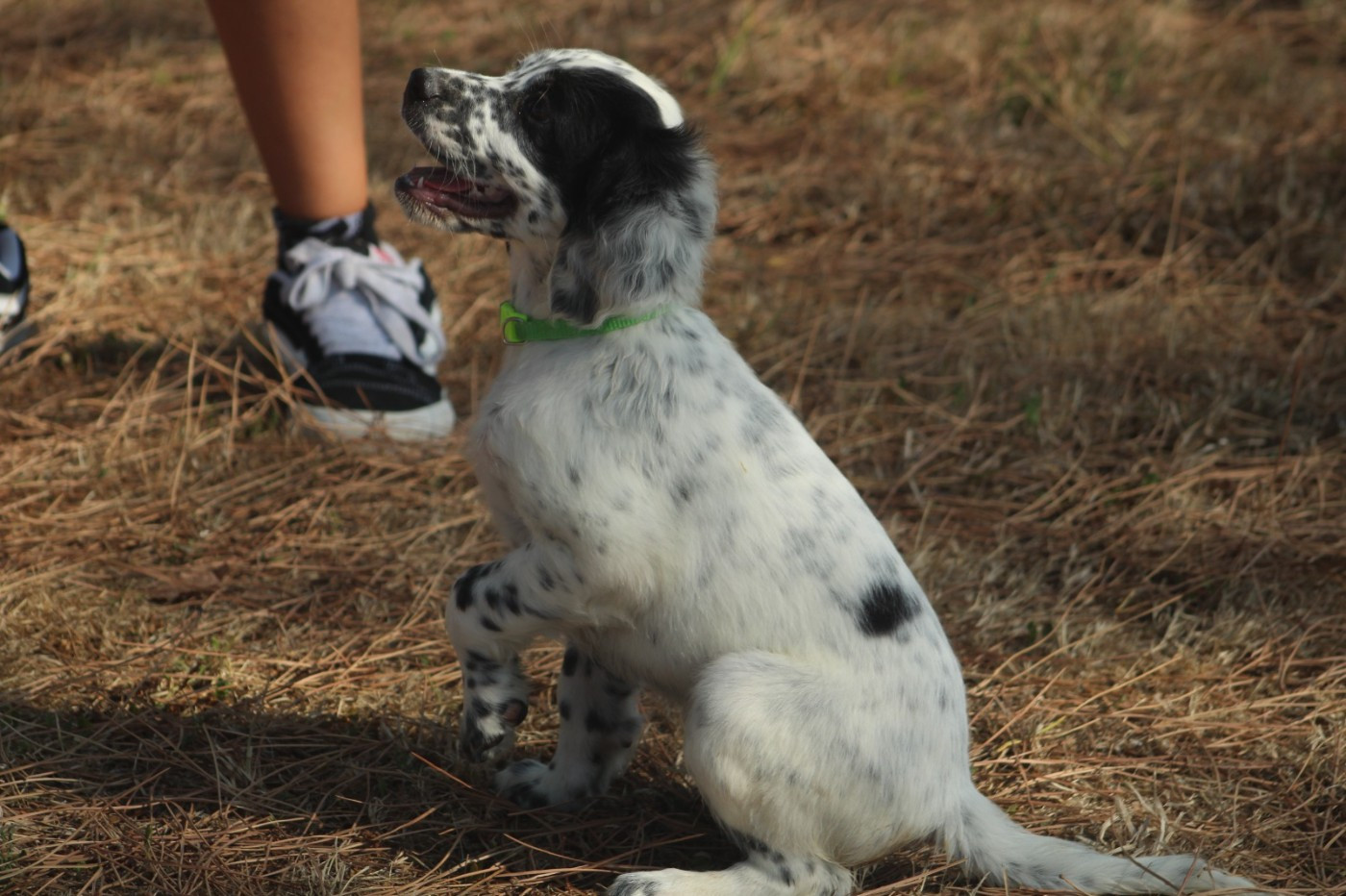 Des Sentiers De La Douyne - Chiots disponibles - Setter Anglais