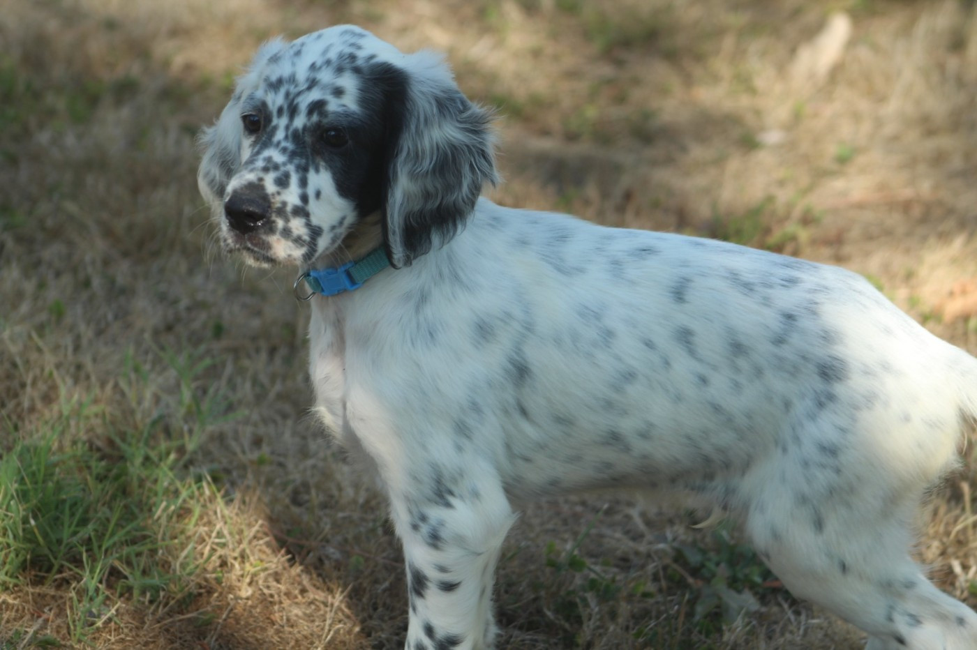 Des Sentiers De La Douyne - Chiots disponibles - Setter Anglais