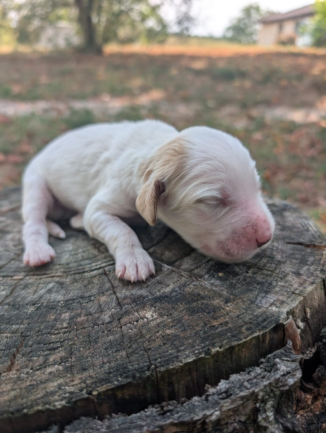 Des Sentiers De La Douyne - Chiots disponibles - Setter Anglais