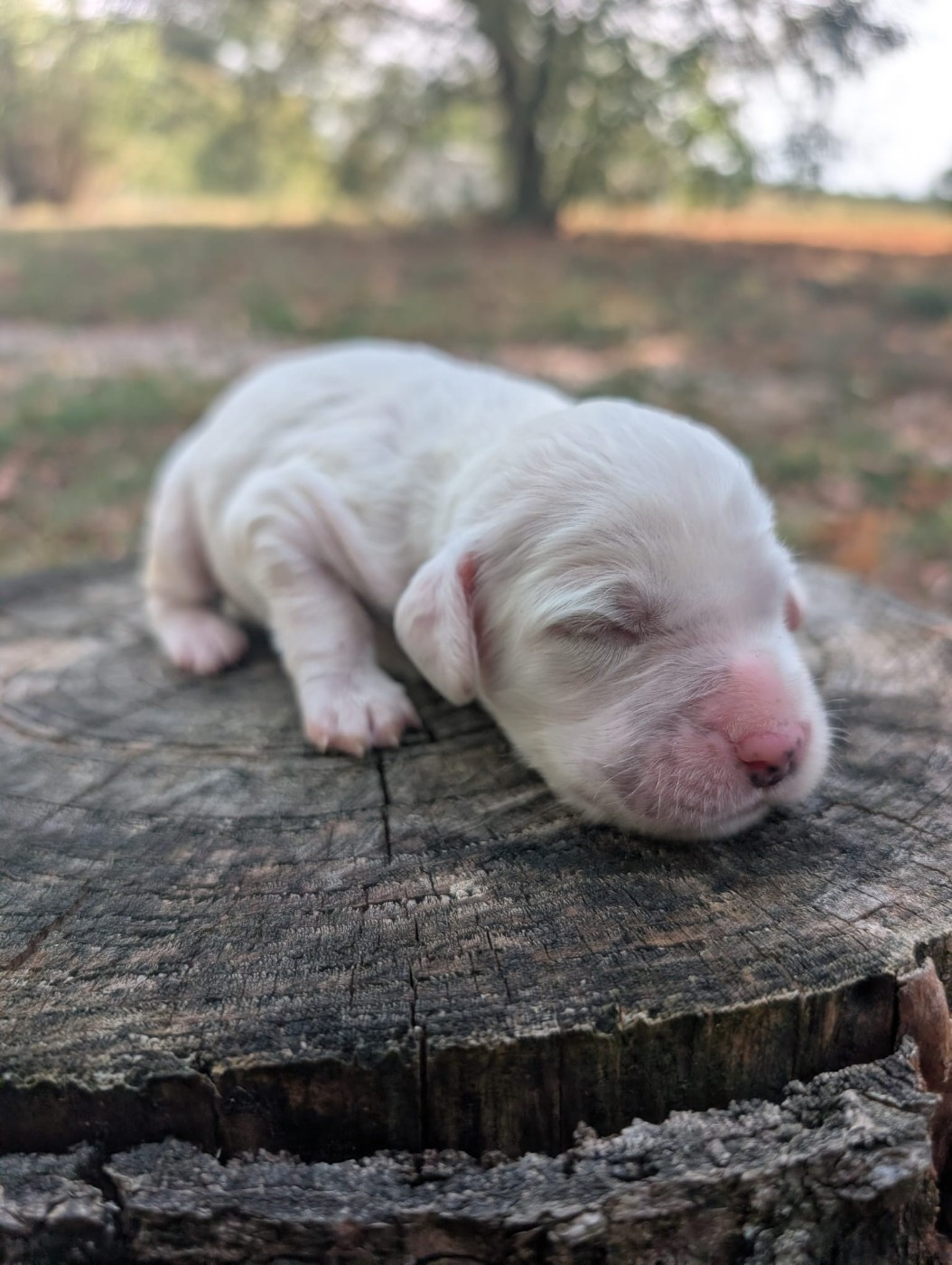 Des Sentiers De La Douyne - Chiots disponibles - Setter Anglais
