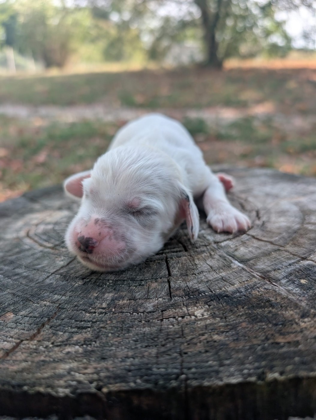 Des Sentiers De La Douyne - Chiots disponibles - Setter Anglais