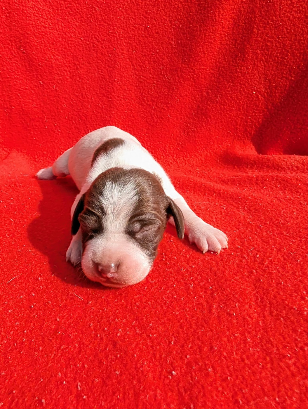 Des Sentiers De La Douyne - Chiots disponibles - Braque français, type Pyrenees (petite taille)