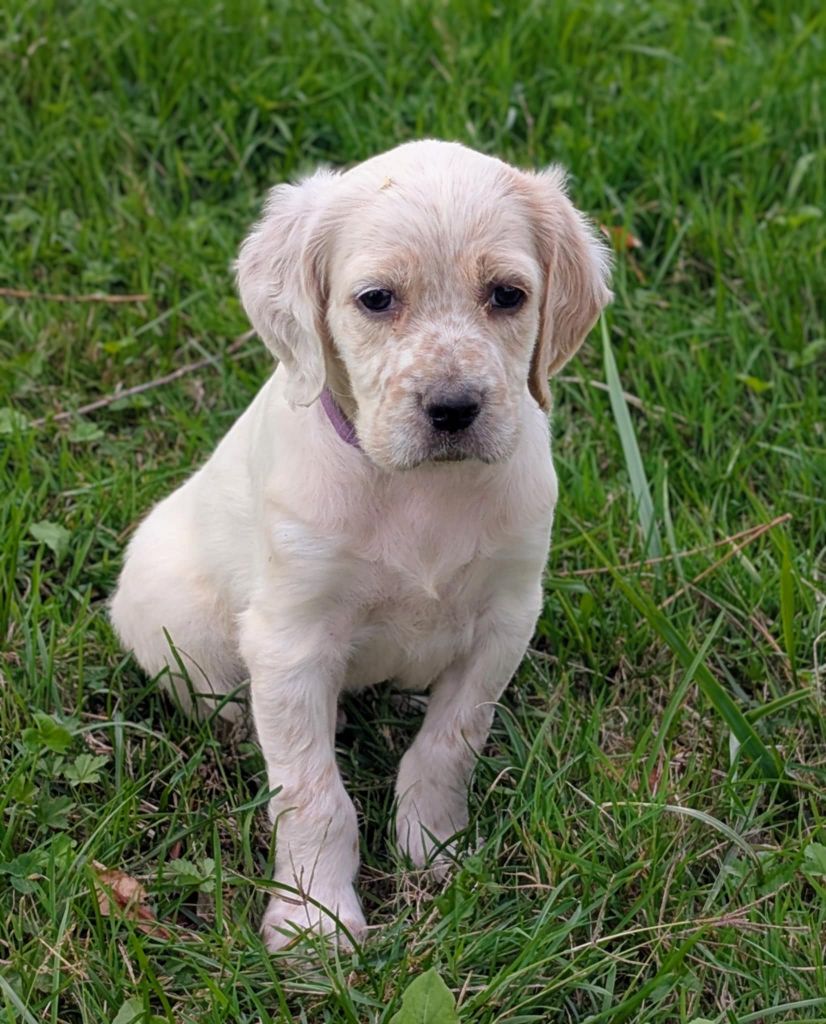 Des Sentiers De La Douyne - Chiots disponibles - Setter Anglais