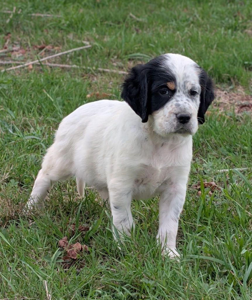 Des Sentiers De La Douyne - Chiots disponibles - Setter Anglais