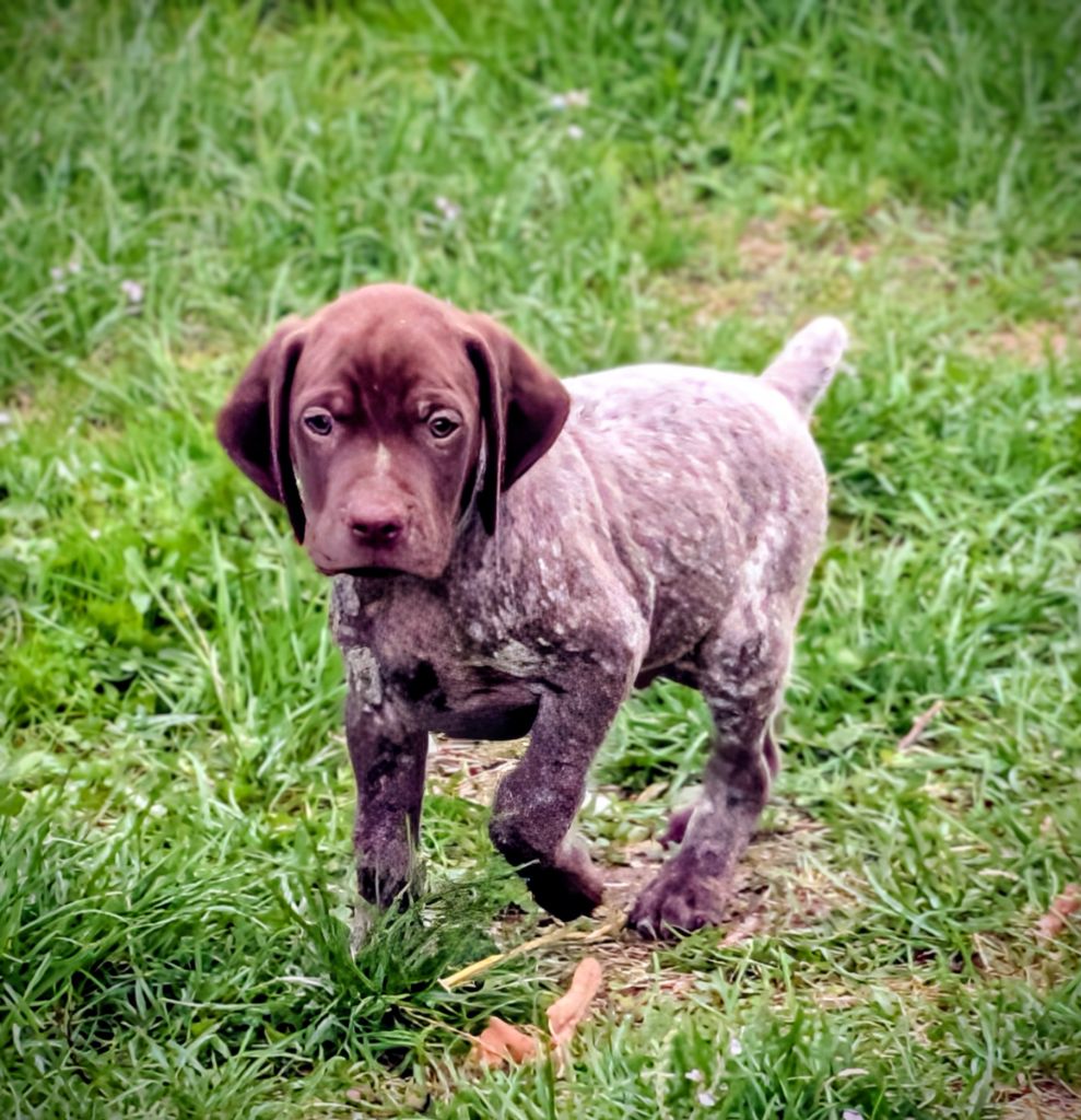 Des Sentiers De La Douyne - Chiots disponibles - Braque français, type Pyrenees (petite taille)