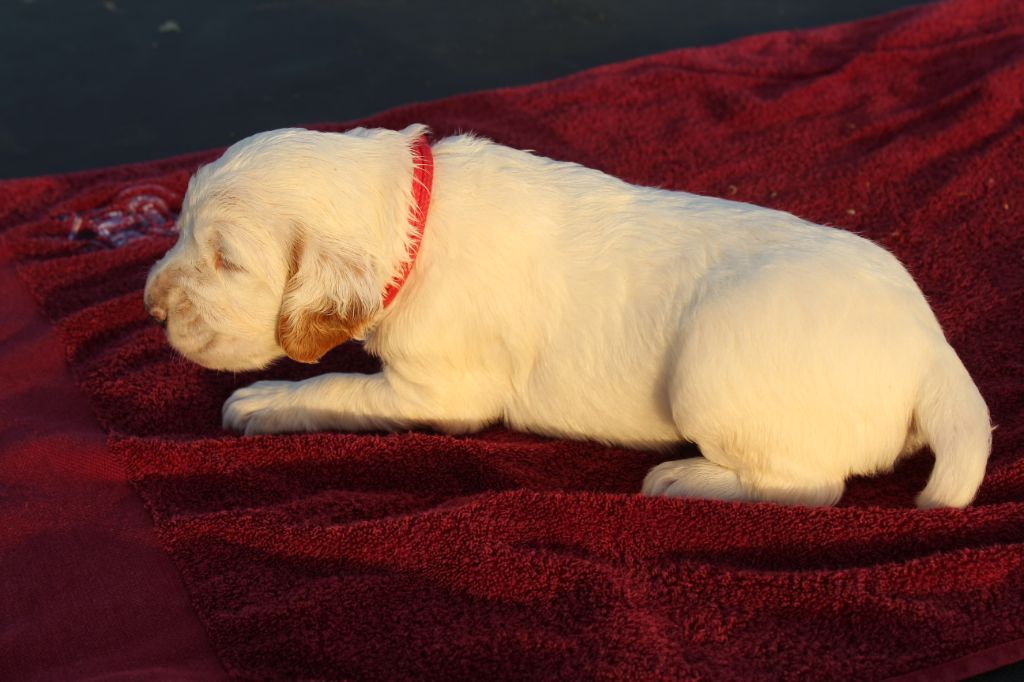 Des Sentiers De La Douyne - Setter Anglais - Portée née le 03/02/2021