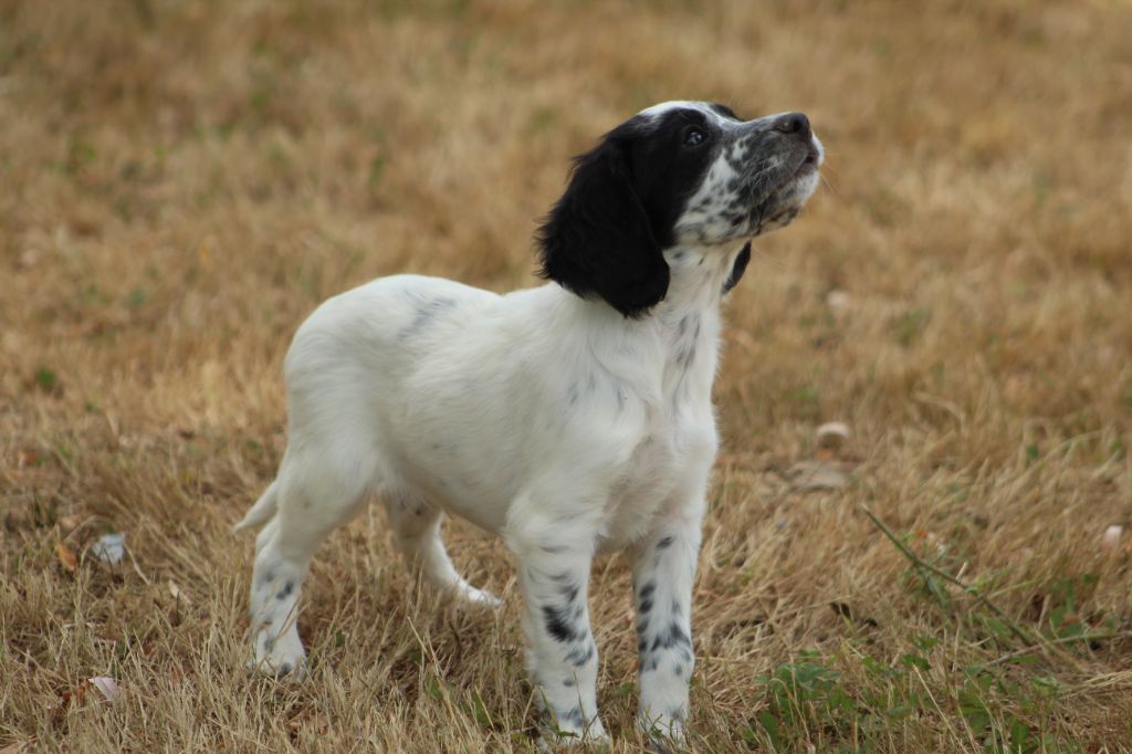 Des Sentiers De La Douyne - Setter Anglais - Portée née le 17/06/2022