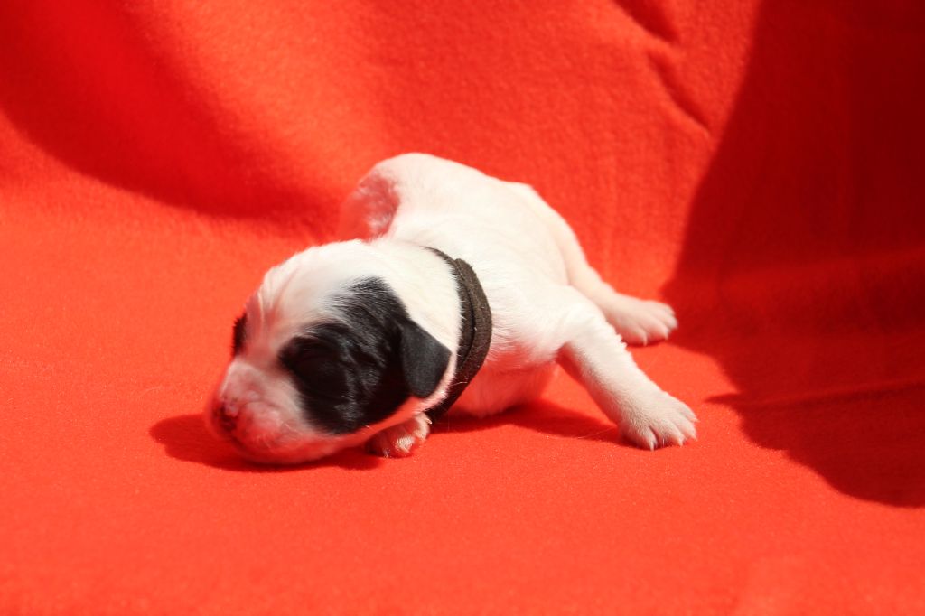 Des Sentiers De La Douyne - Chiots disponibles - Setter Anglais
