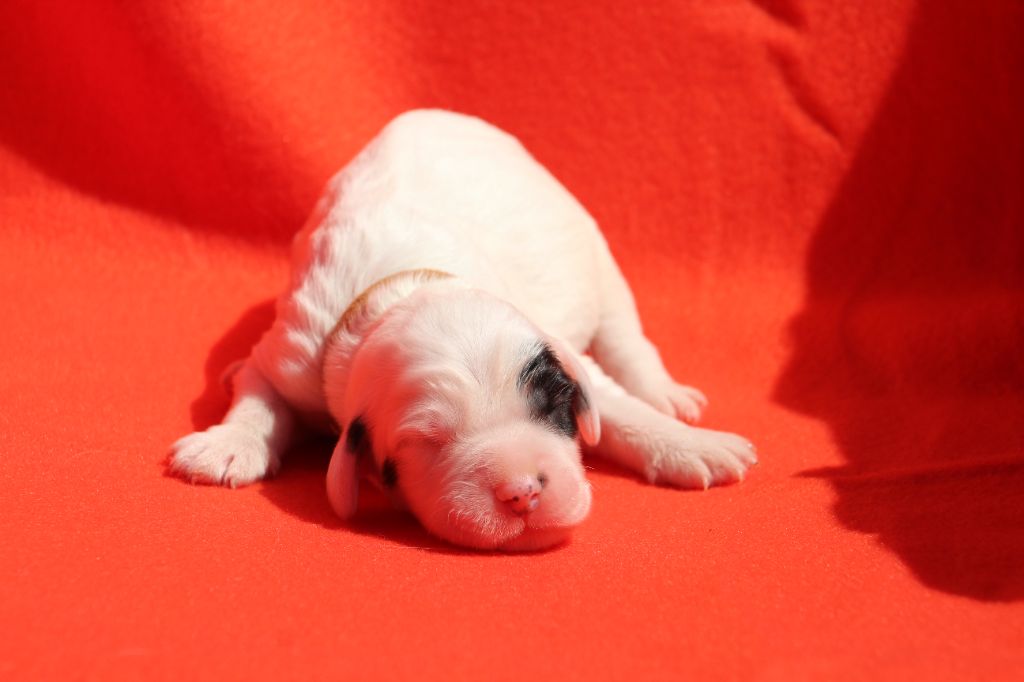 Des Sentiers De La Douyne - Chiots disponibles - Setter Anglais