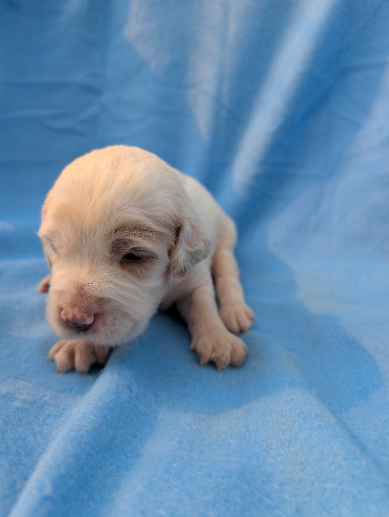 Des Sentiers De La Douyne - Chiots disponibles - Setter Anglais