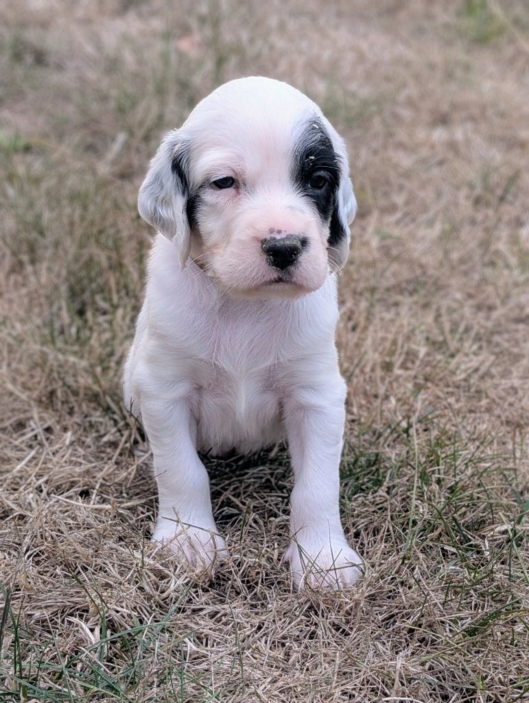 Des Sentiers De La Douyne - Chiots disponibles - Setter Anglais