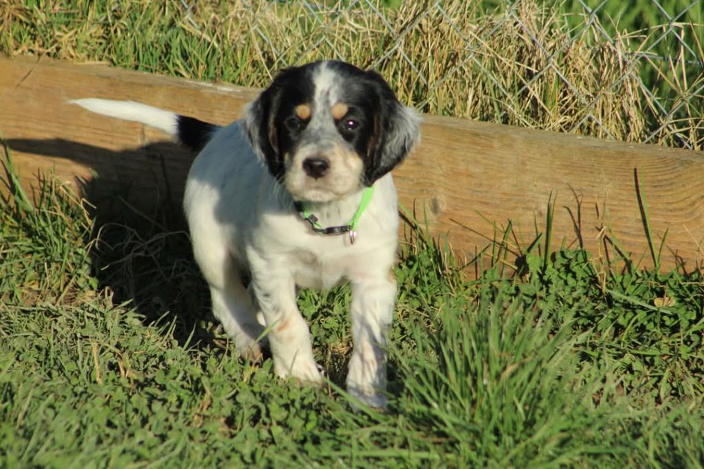 Des Sentiers De La Douyne - Chiots disponibles - Setter Anglais