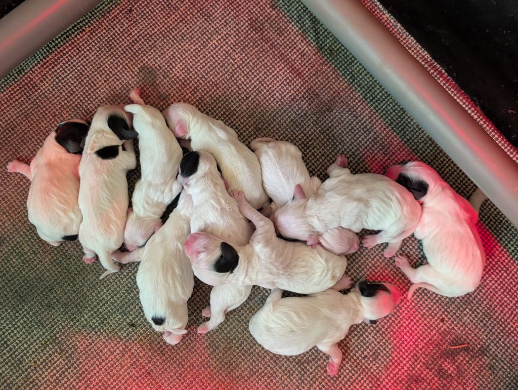 Chiot Setter Anglais Des Sentiers De La Douyne