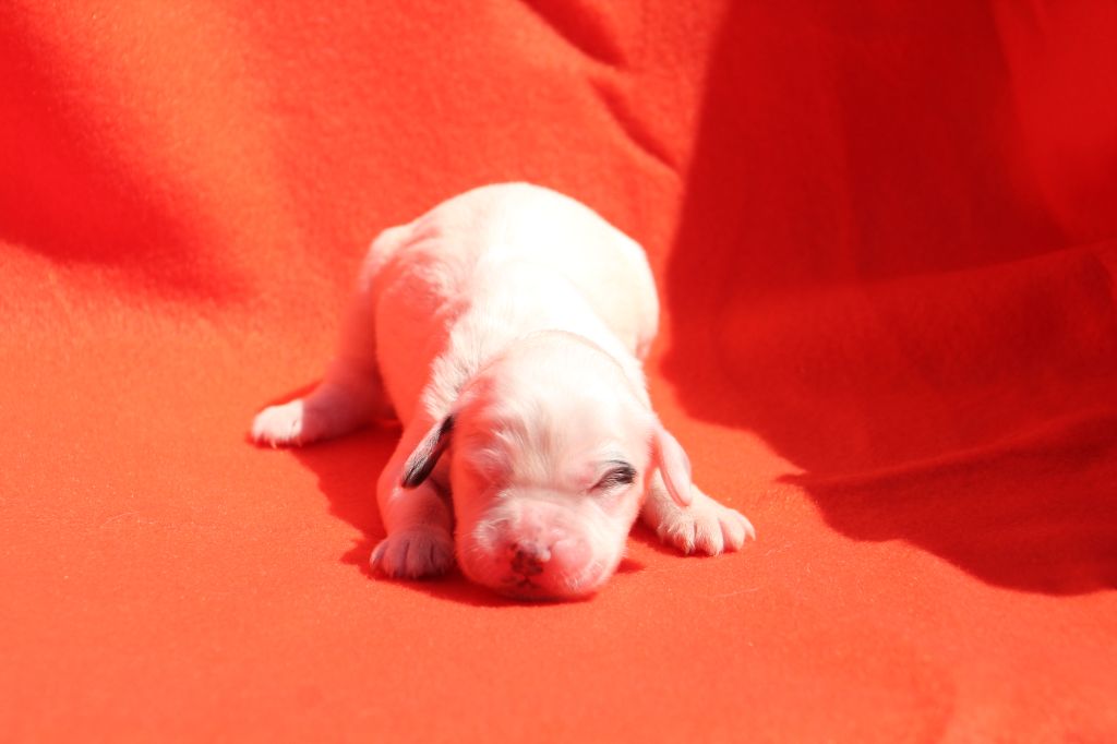 Des Sentiers De La Douyne - Chiots disponibles - Setter Anglais