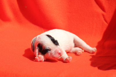 CHIOT 4