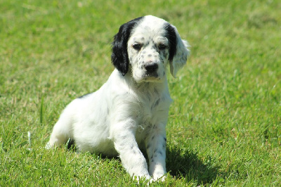 CHIOT